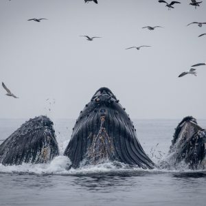 a flock of seagulls flying over a body of water