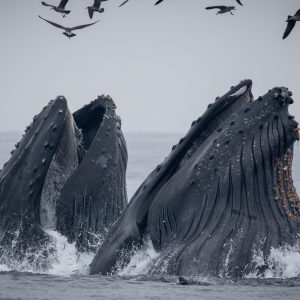 a bird flying over a body of water