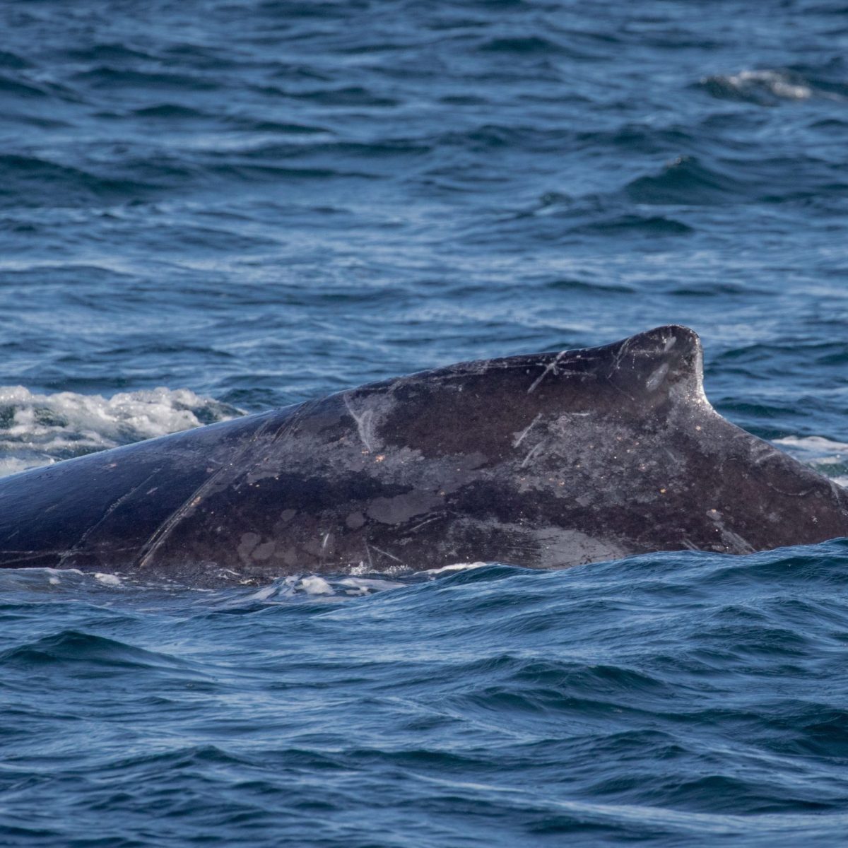 a whale jumping out of the water