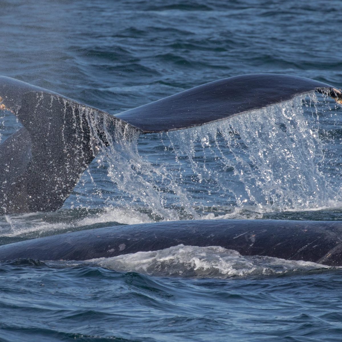 a whale jumping out of the water