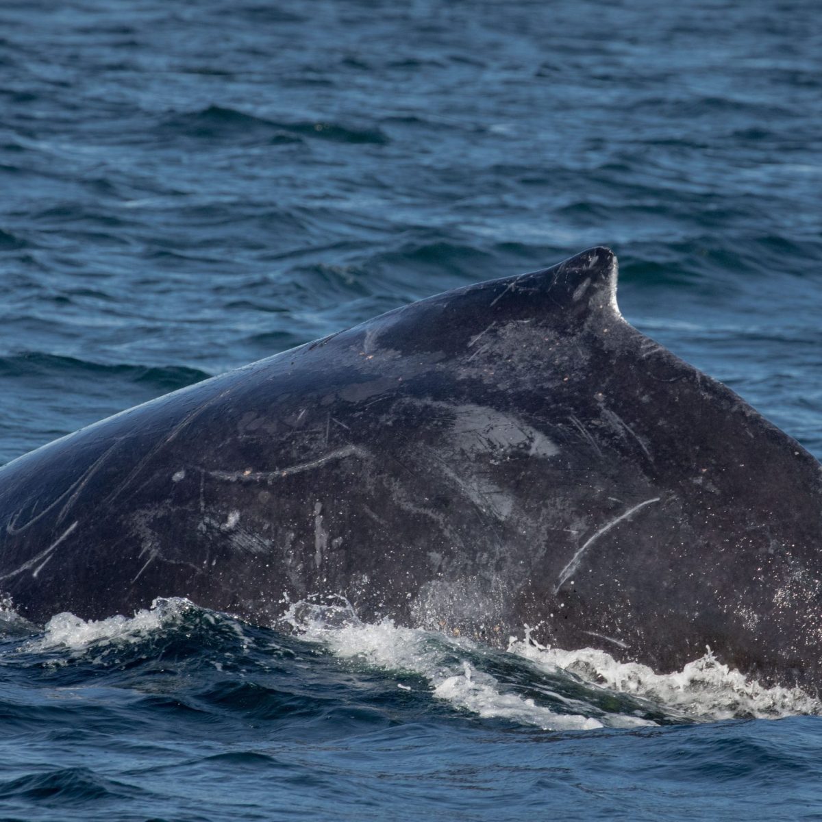 a whale jumping out of the water