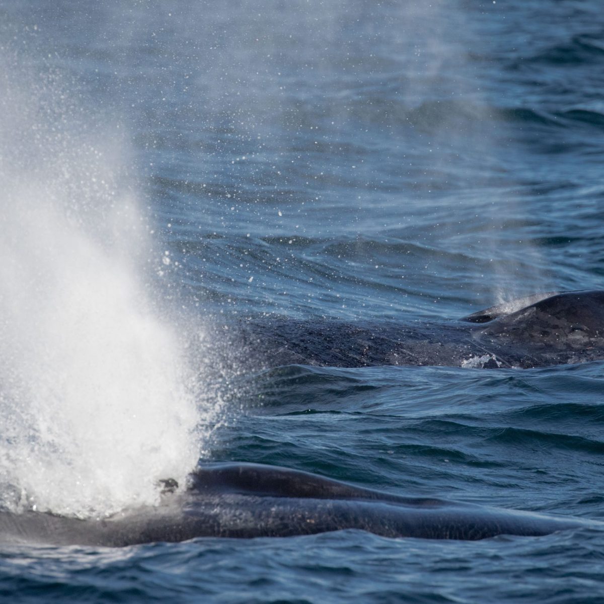 a person riding a wave on top of a body of water