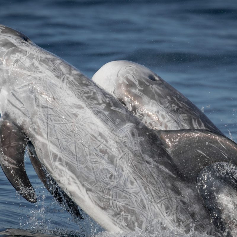 a dolphin jumping out of the water