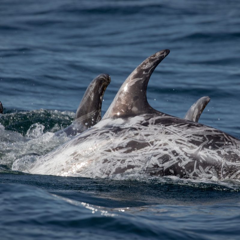 a bird swimming in water