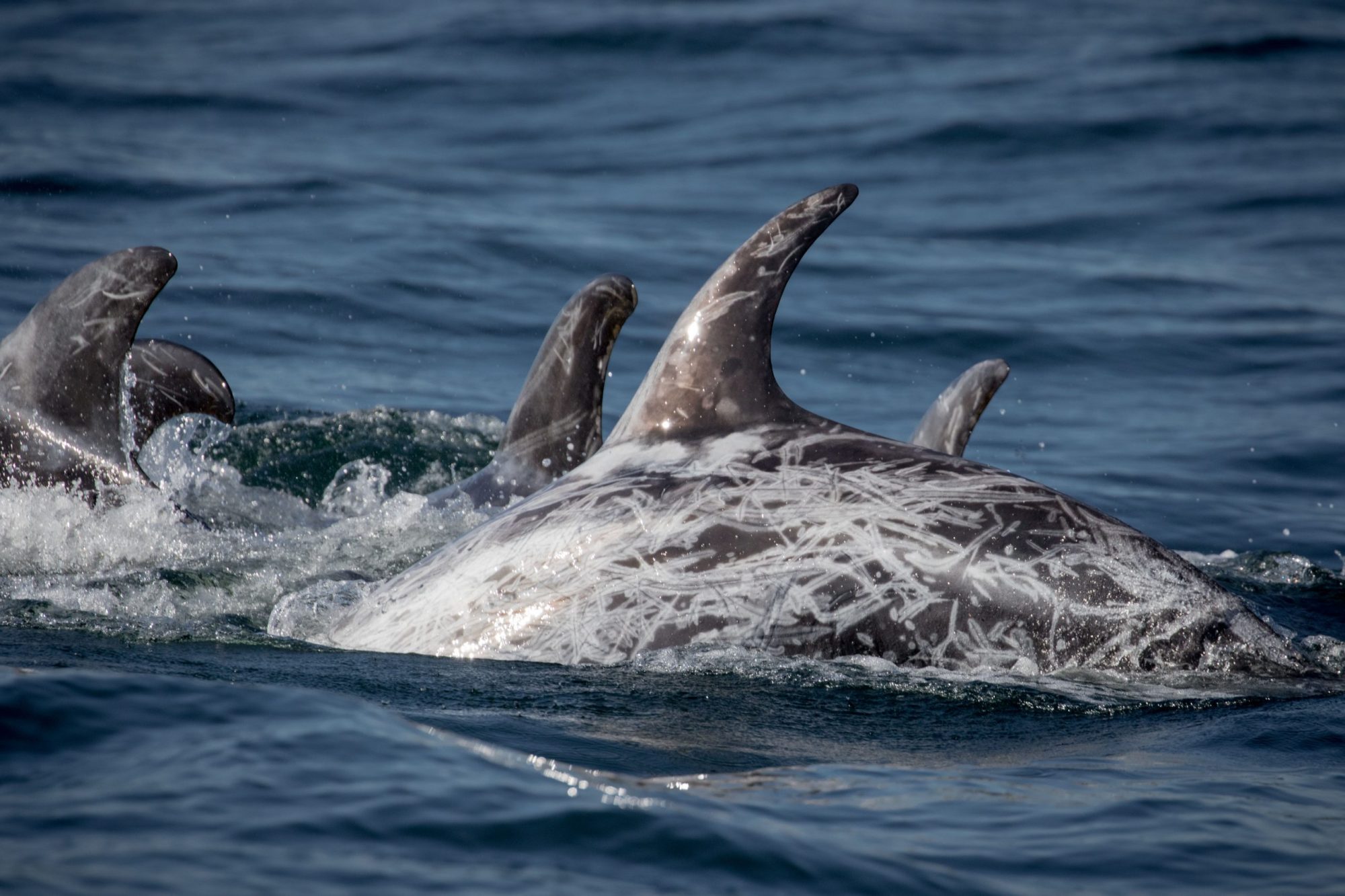 blog 11.1.19-7 a bird swimming in water