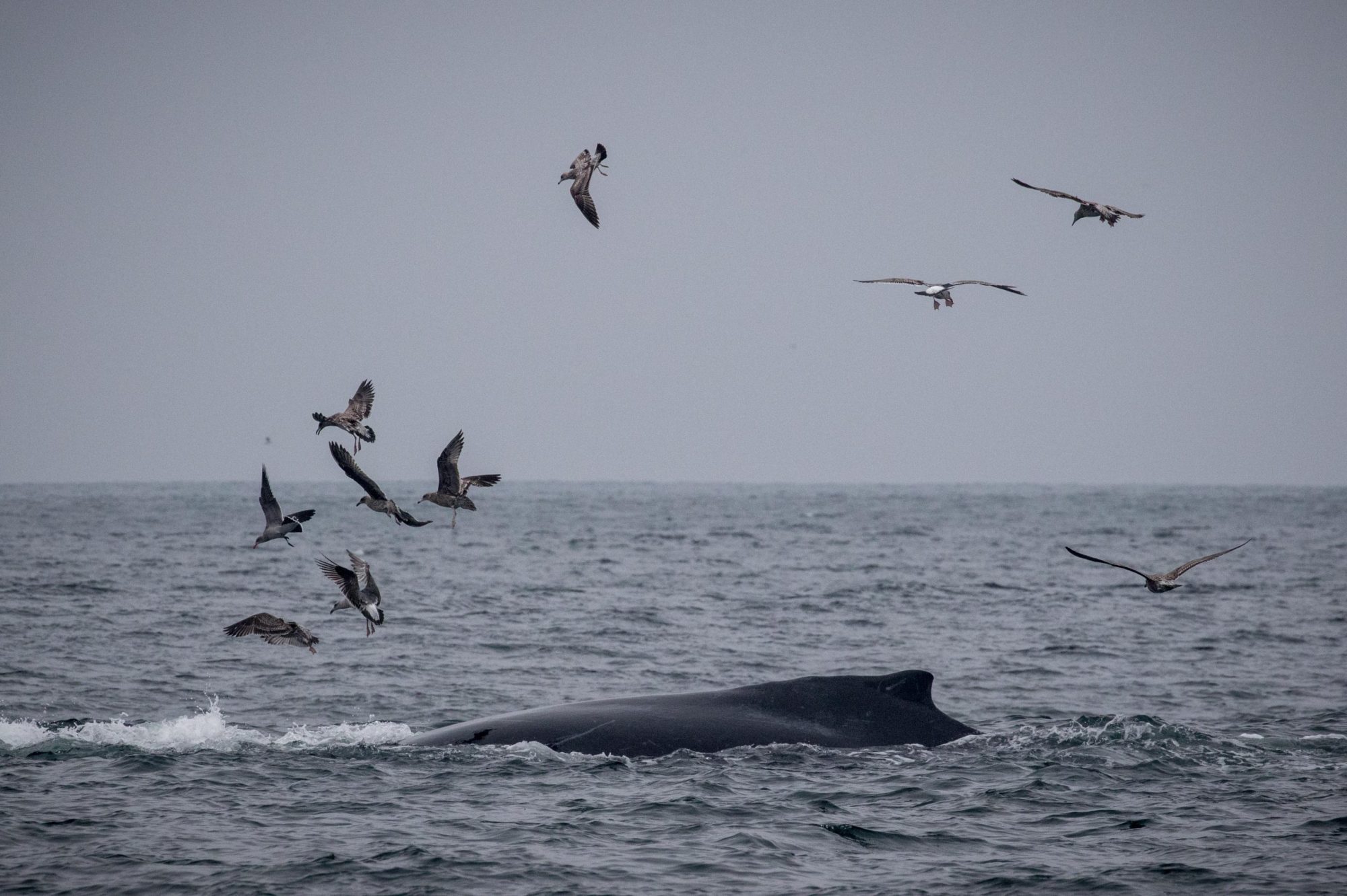 blog 11.13.19-2 a flock of seagulls flying over a body of water