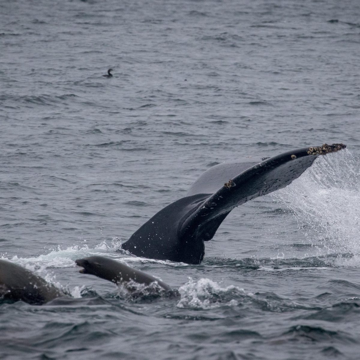 a whale jumping out of the water