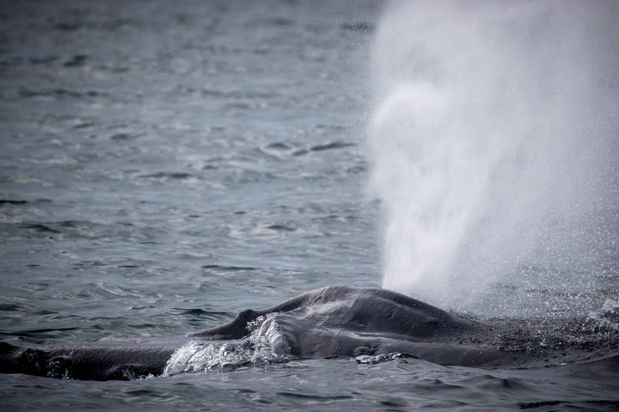 blog 11.14.19-2 animal on the water