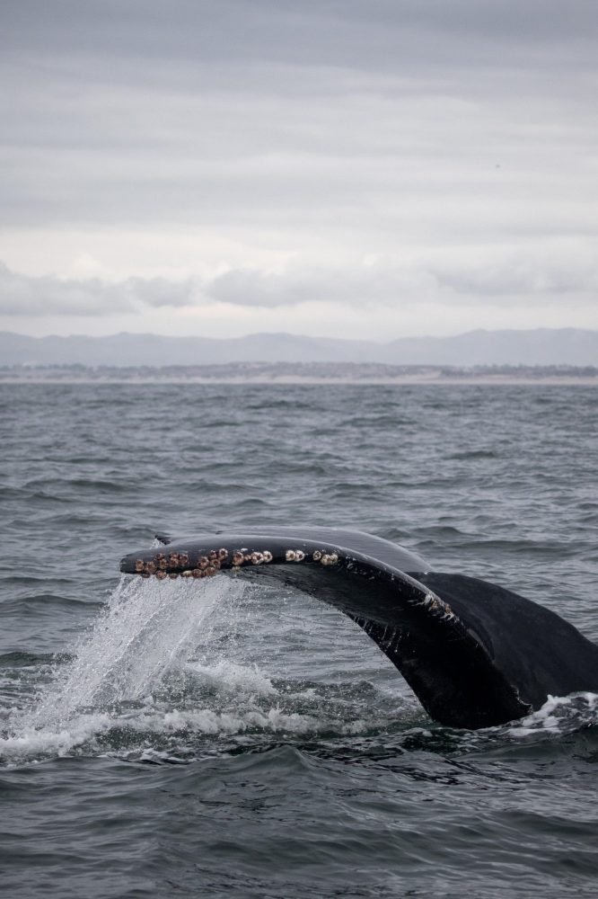 a whale jumping out of the water