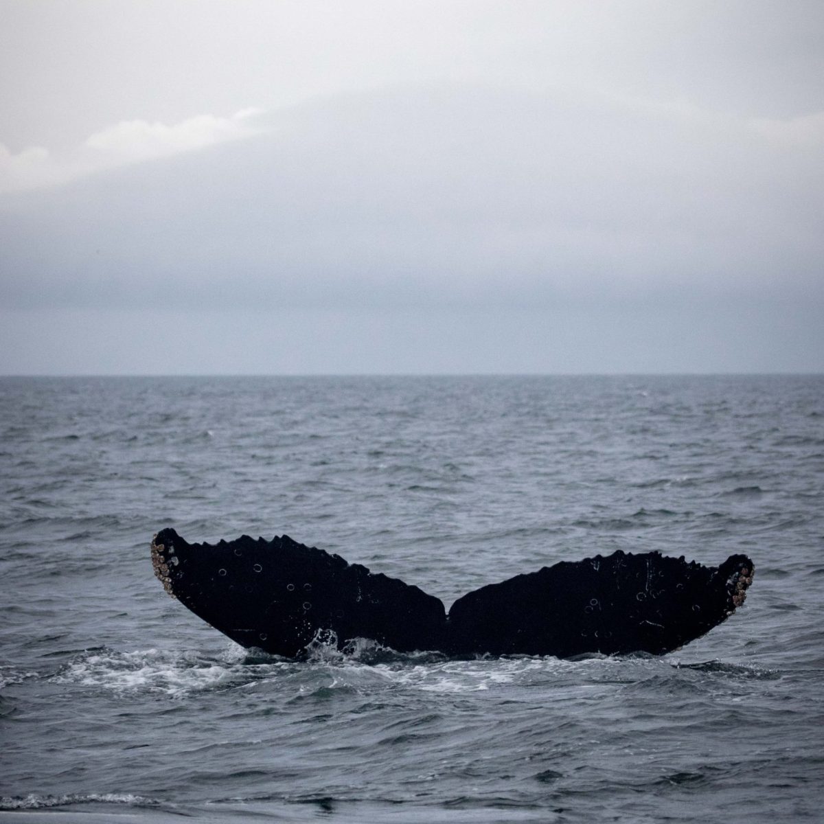 a body of water next to the ocean