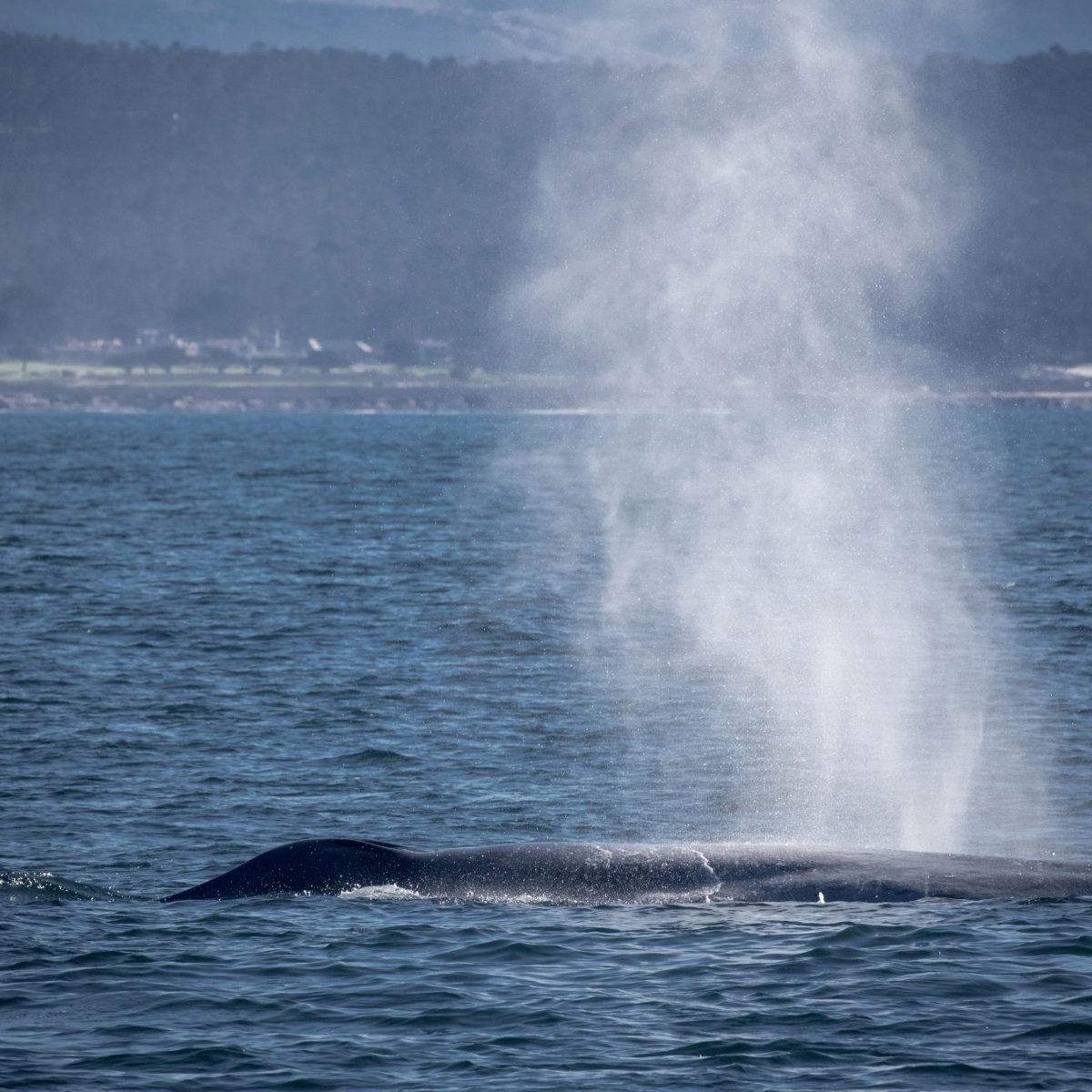 a whale jumping out of the water