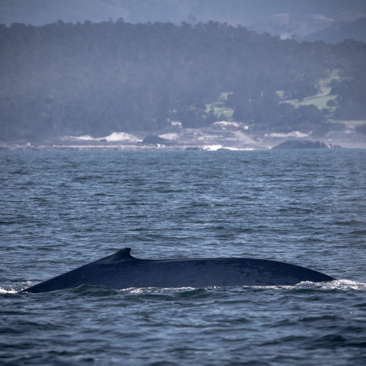 a whale jumping out of the water