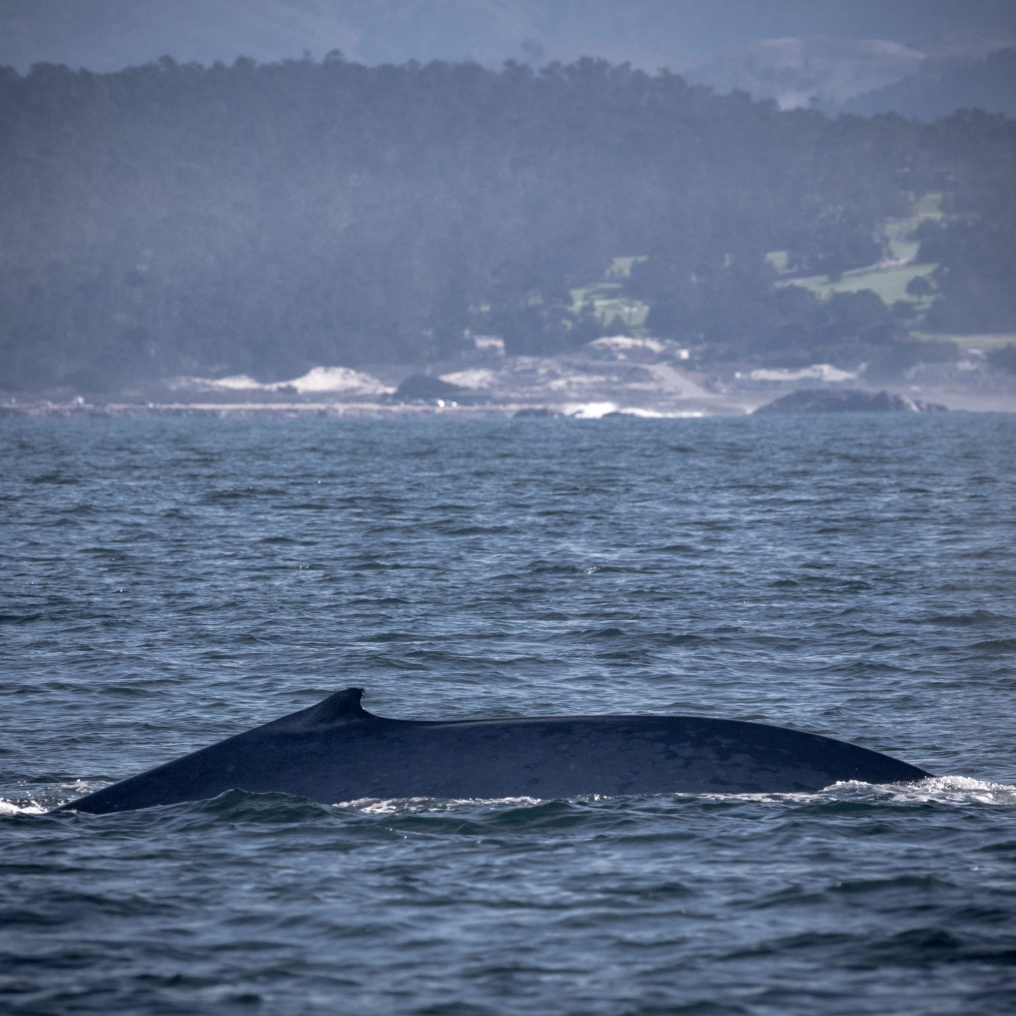 blog 11.15.19-4 a whale jumping out of the water