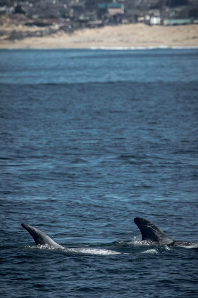 a whale swimming under water