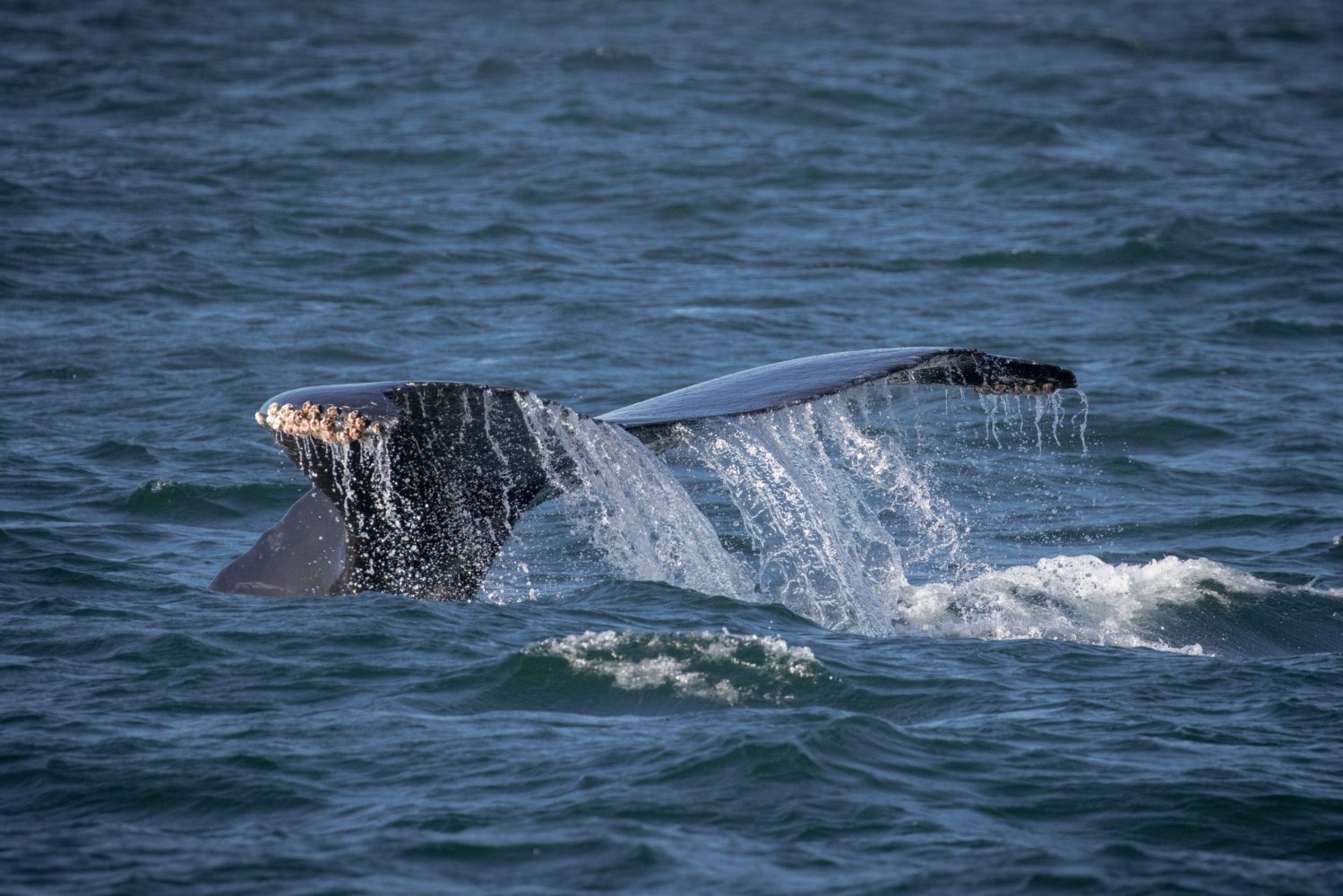 a whale jumping out of the water