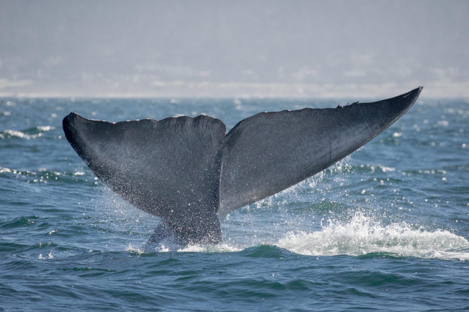 a whale jumping out of the water