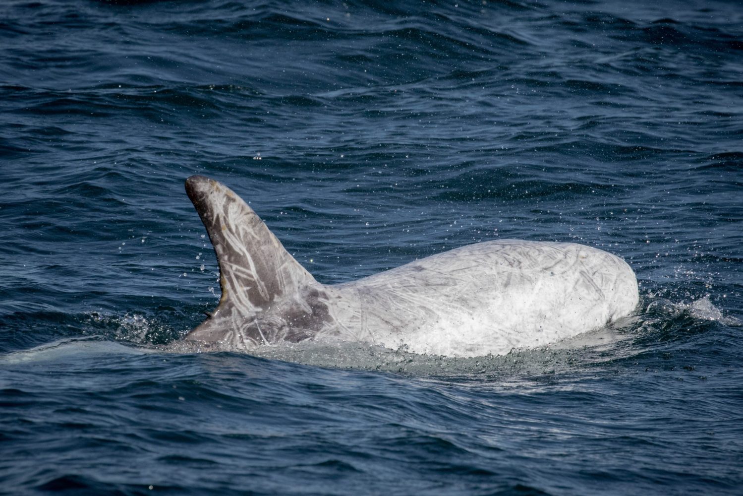 a small animal in a body of water