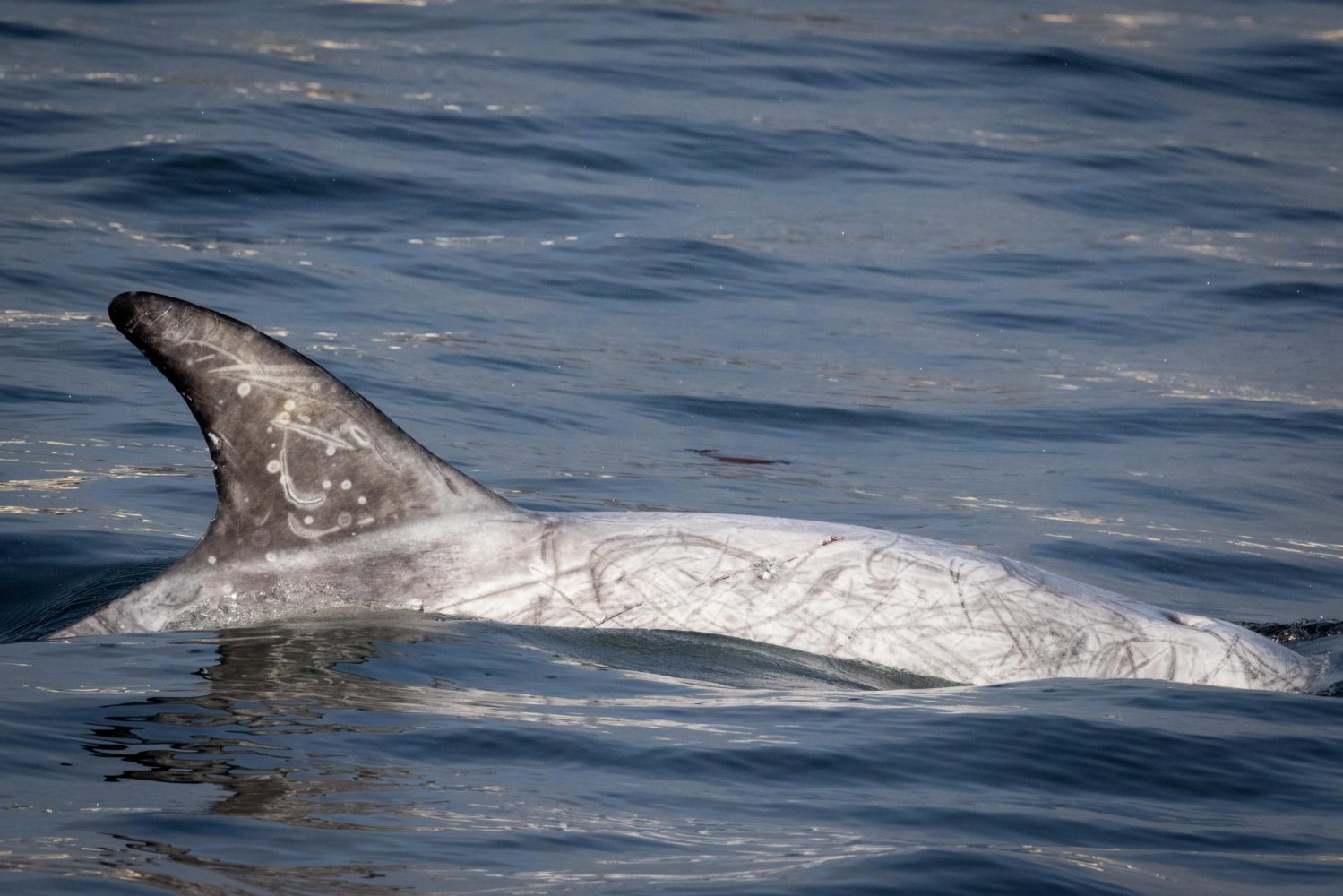a small animal in a body of water