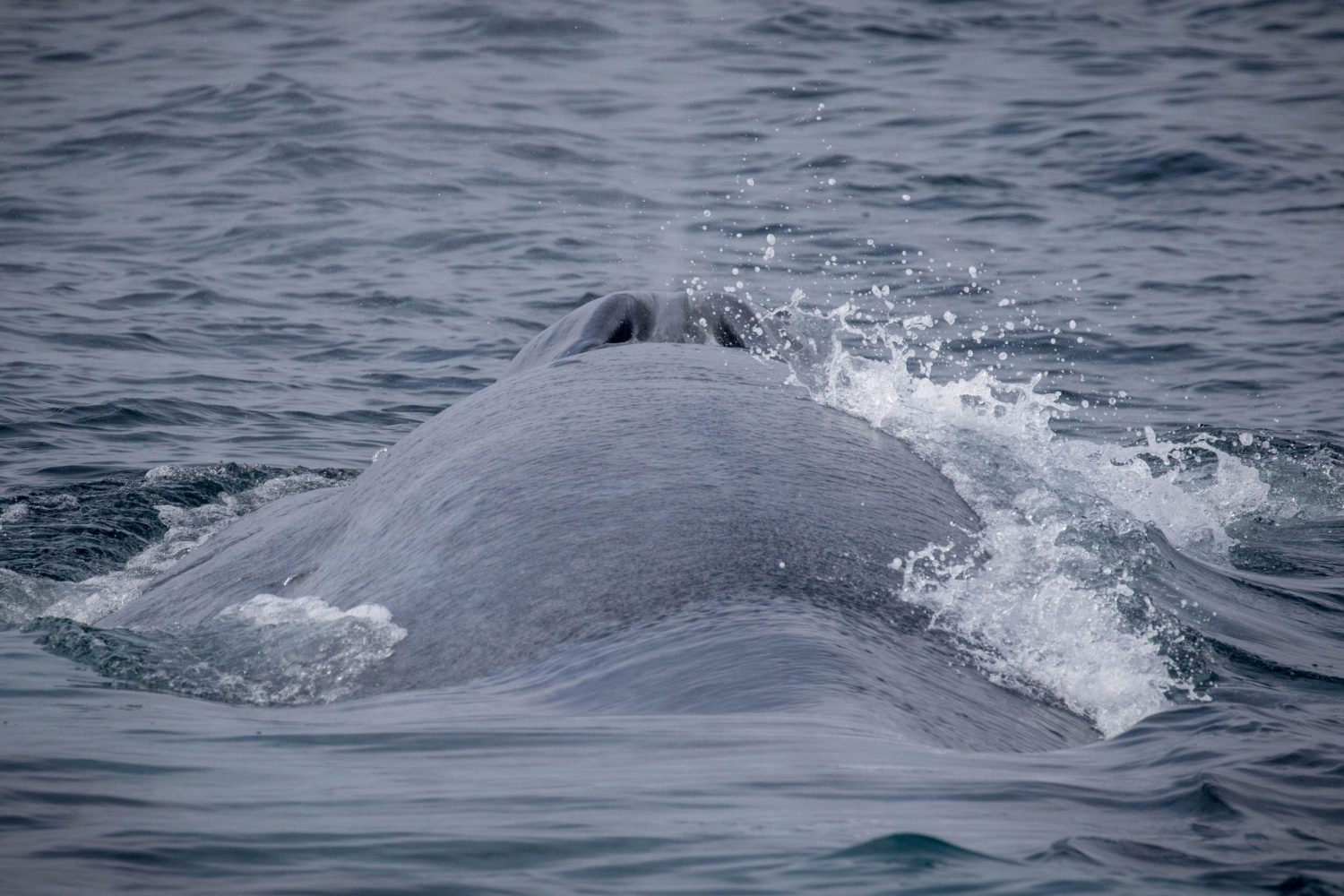 a whale jumping out of the water