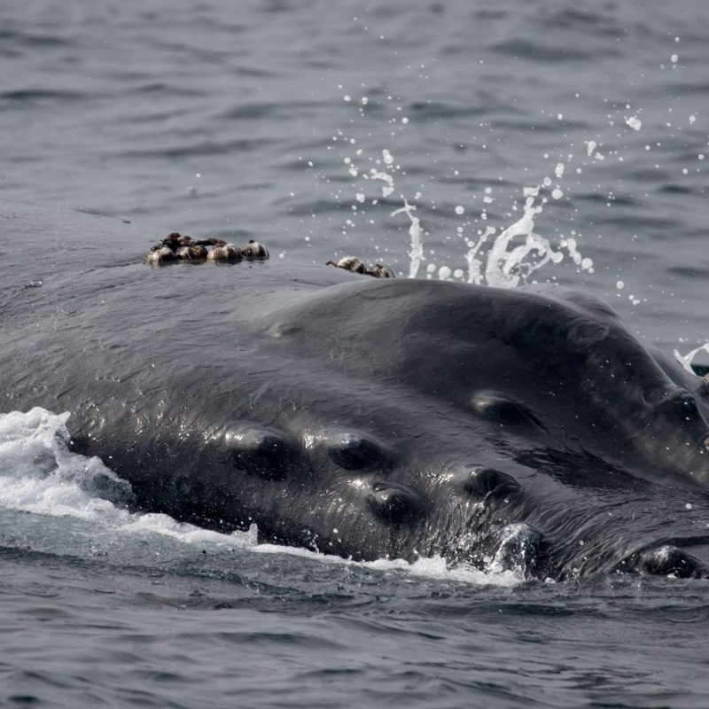 a bird swimming in water next to the ocean