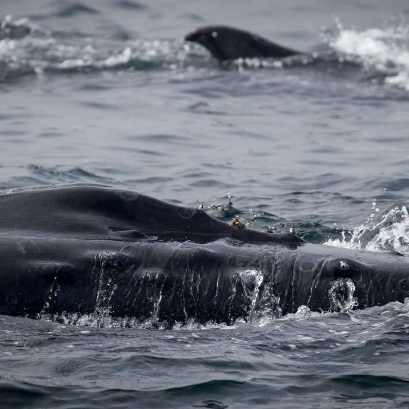 a whale swimming in the water