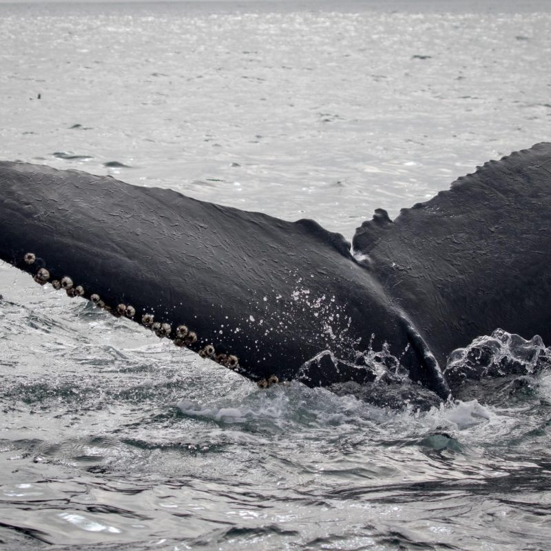 a whale jumping out of the water