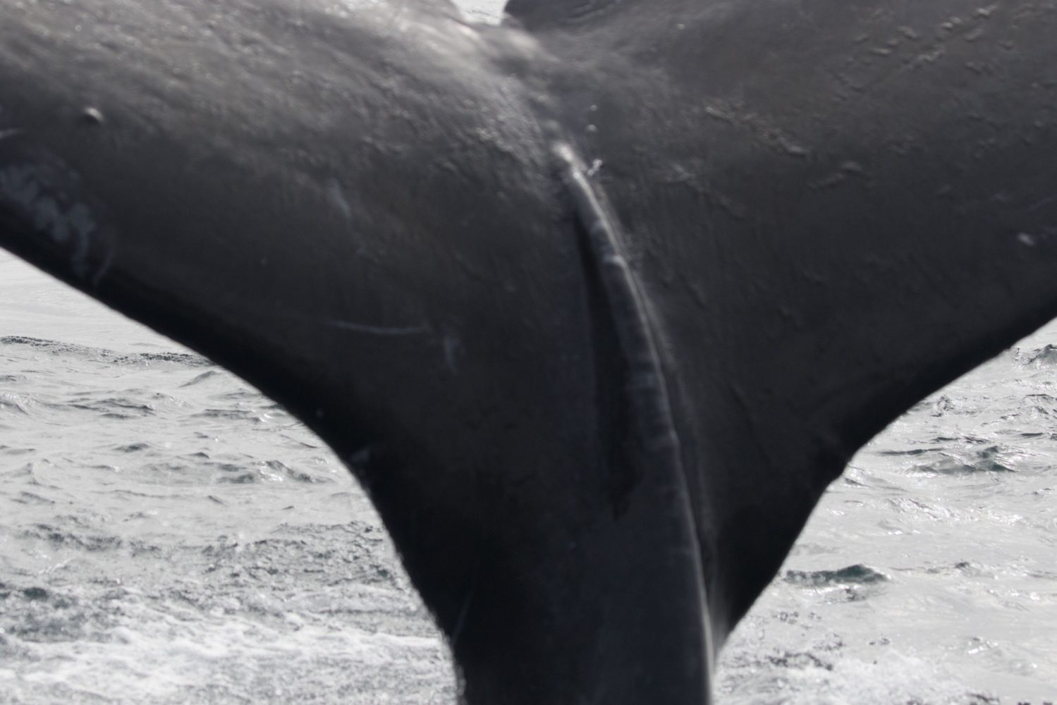 a close up of a large body of water