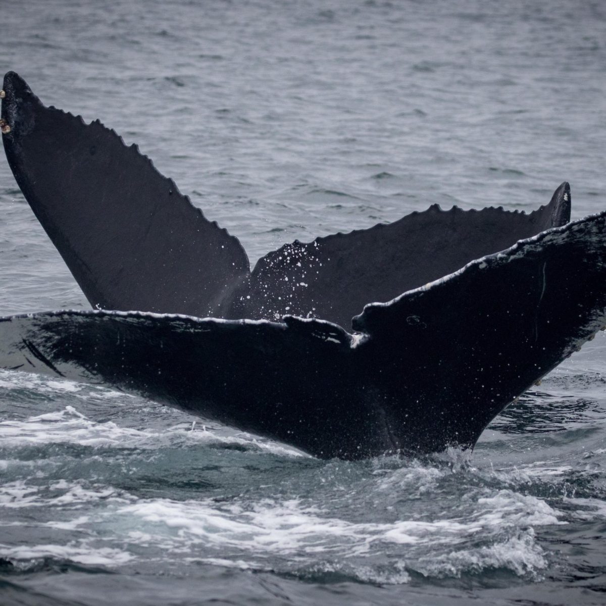 a person riding a surf board on a body of water