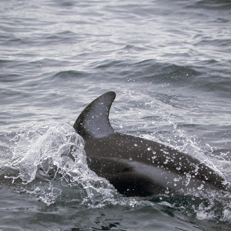 a dog swimming in a body of water