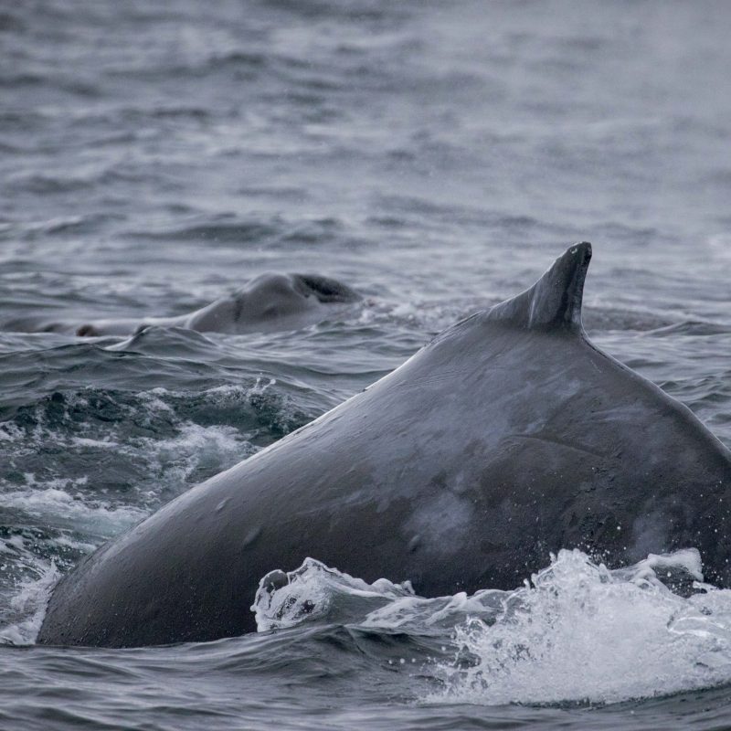 a bear swimming in a body of water