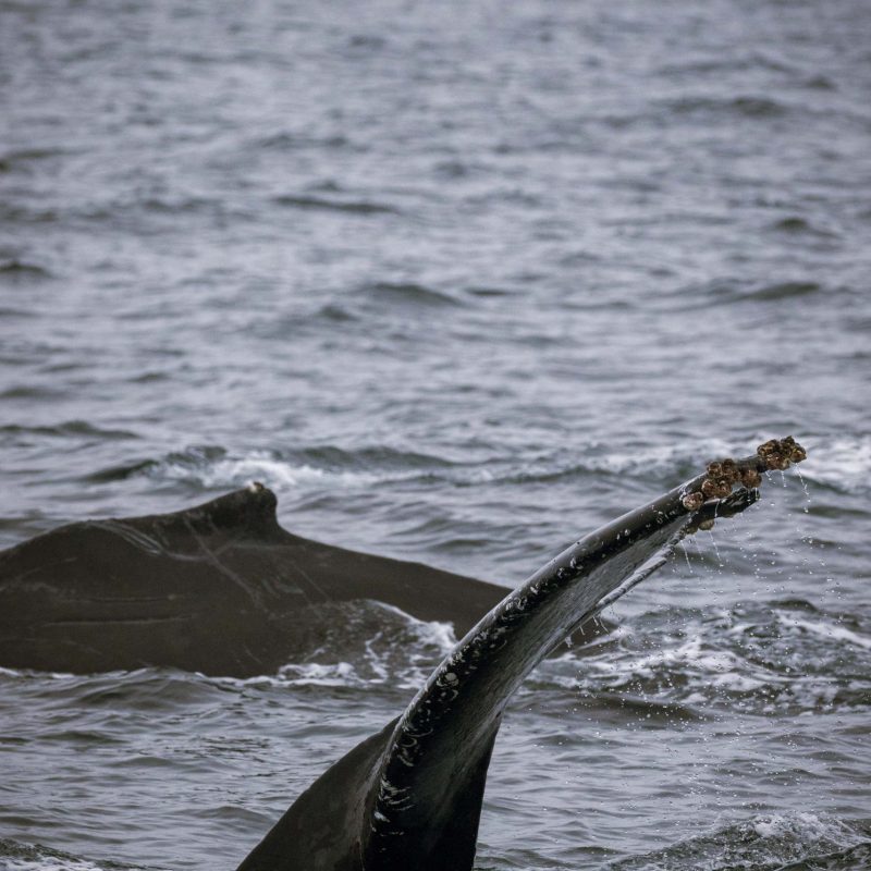a bird swimming in water next to the ocean