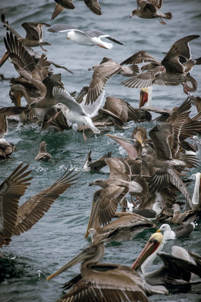 a flock of seagulls standing next to a body of water