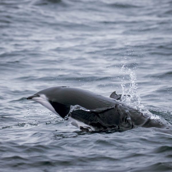 a bird swimming in water next to a body of water