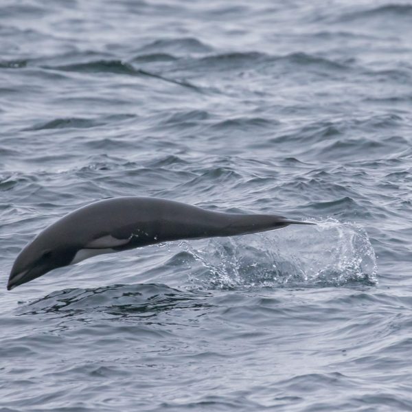 an animal swimming in the water