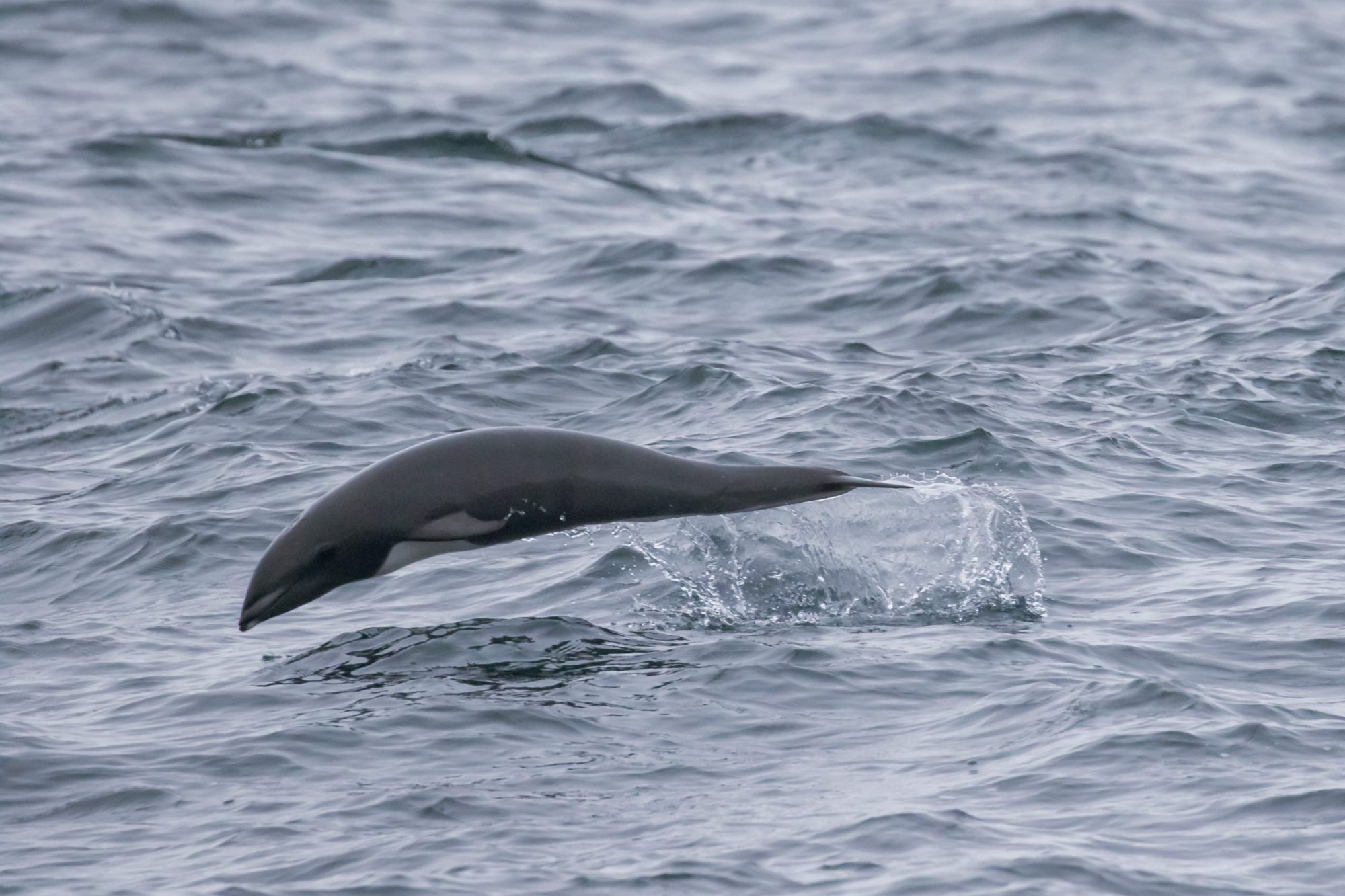 blog 12.11.19-7 an animal swimming in the water