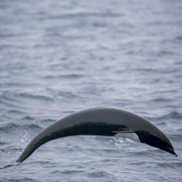a whale swimming under water