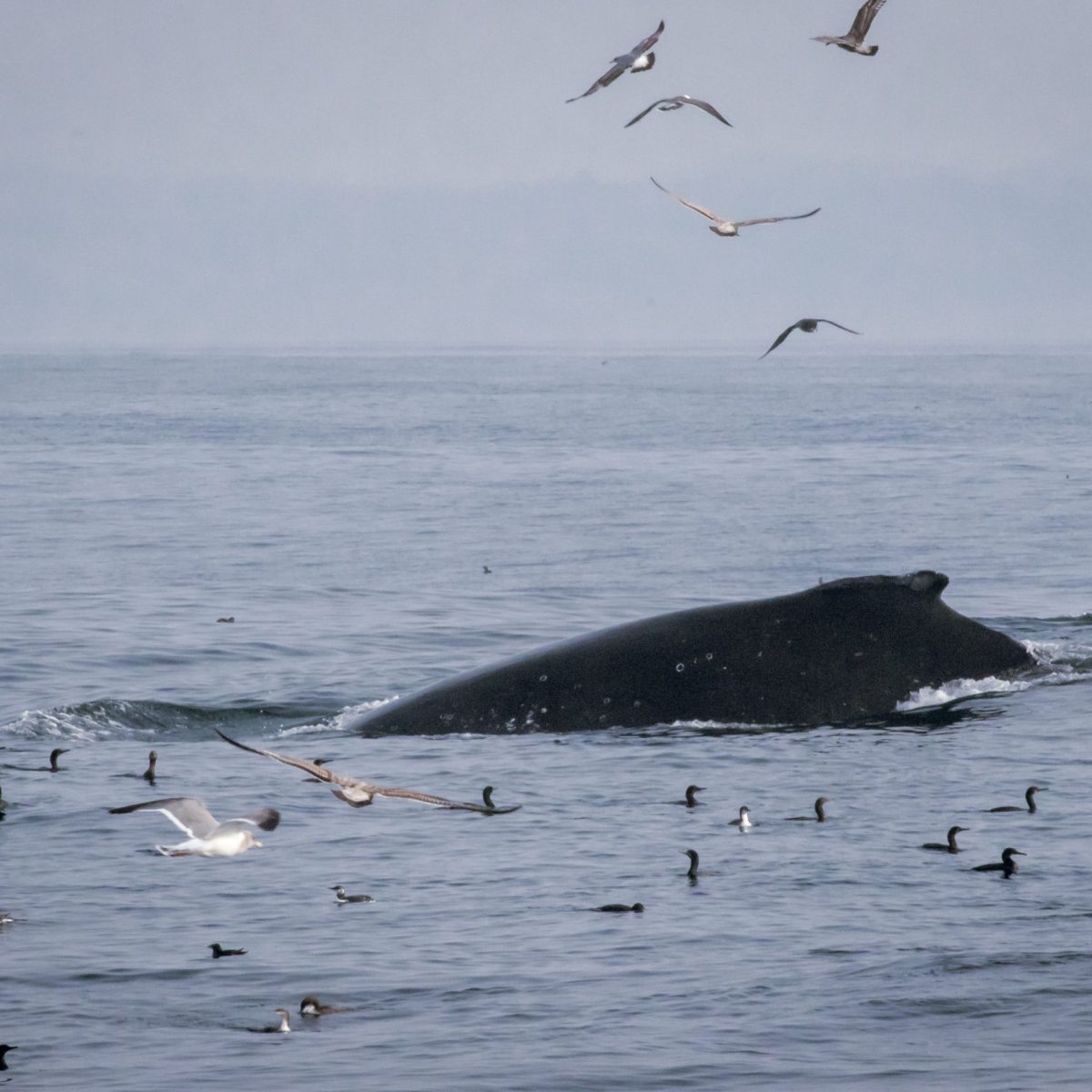 a flock of seagulls flying over a body of water