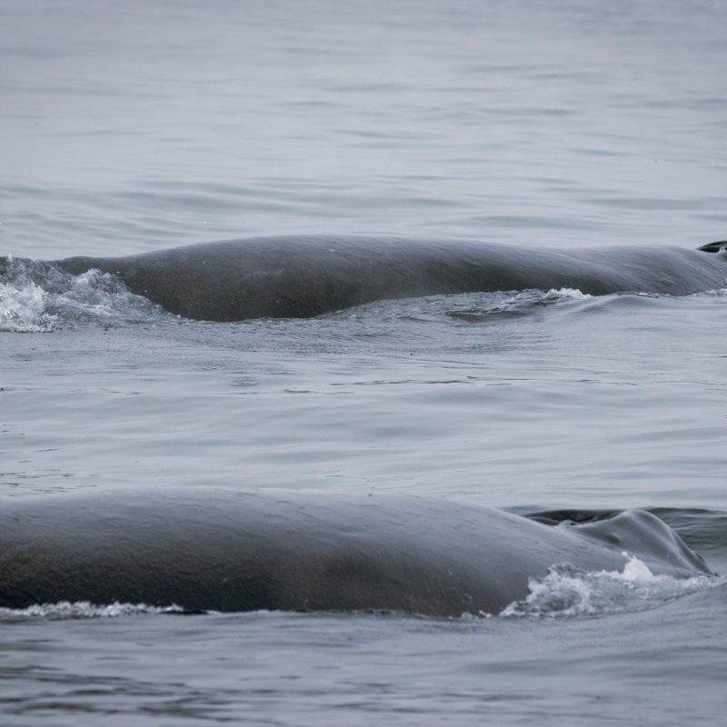 a whale swimming in a body of water