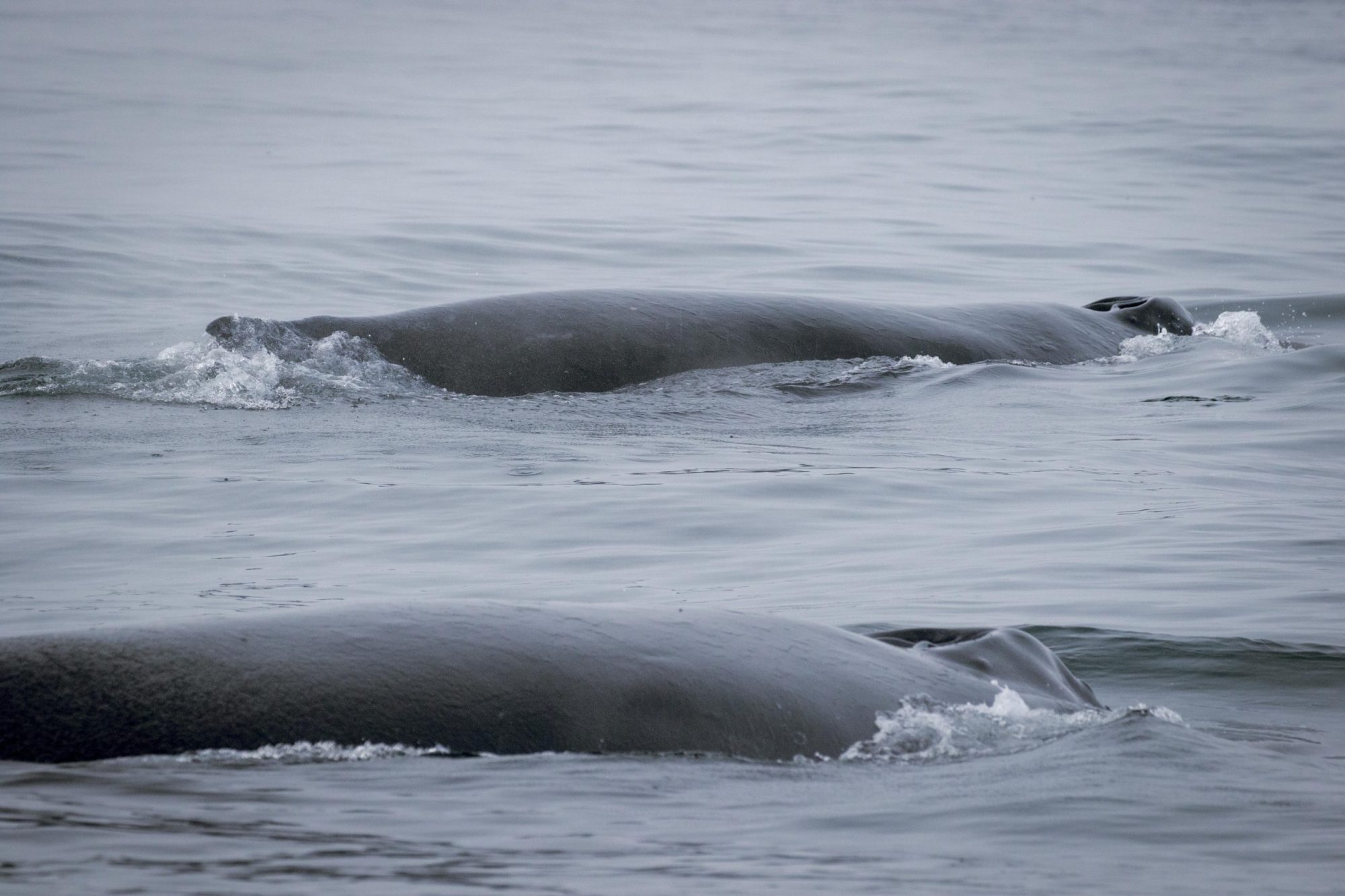 blog 12.12.19-2 a whale swimming in a body of water