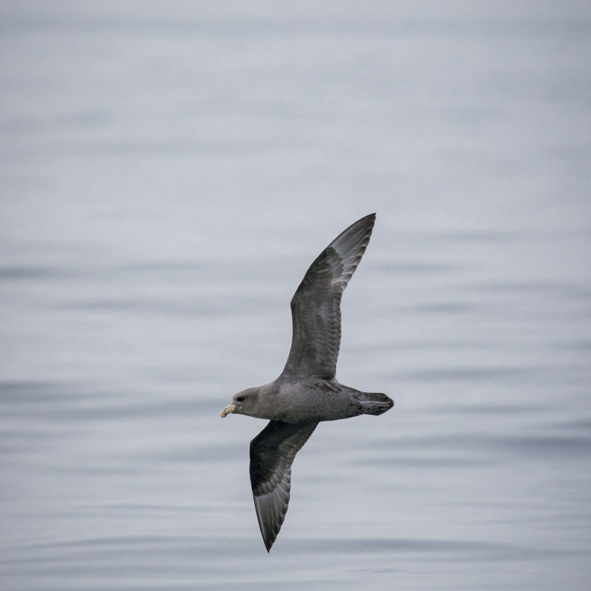a bird flying over a body of water