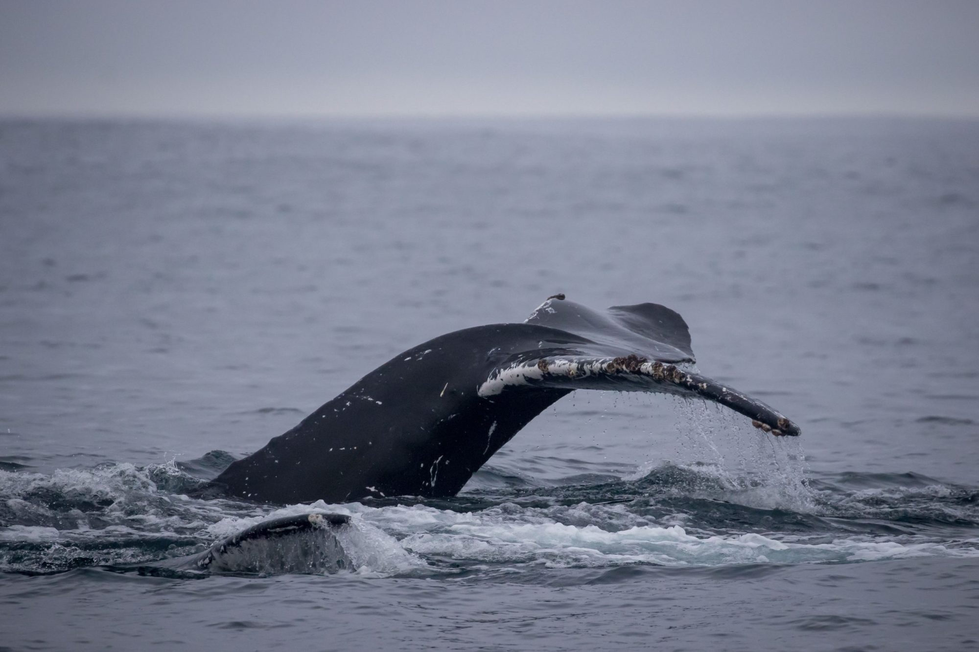 blog 12.13.19-1-2 a whale jumping out of the water
