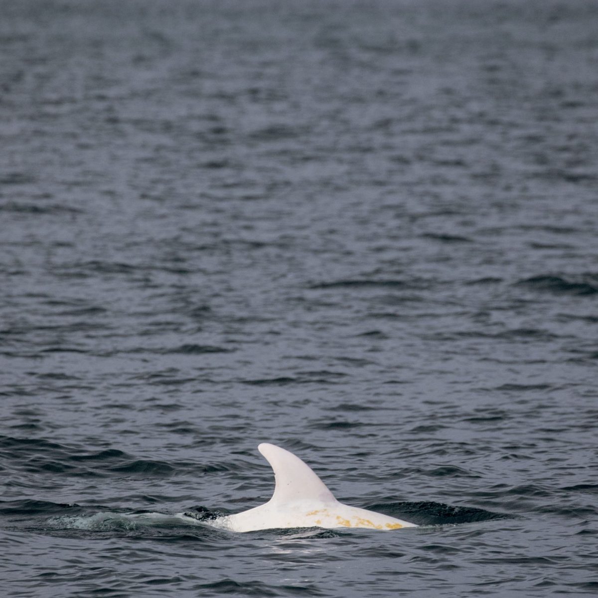 an animal swimming in the water