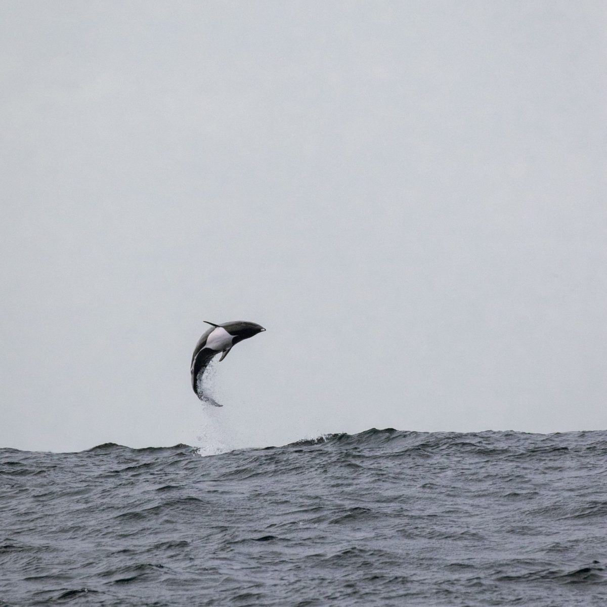 a bird flying over a body of water