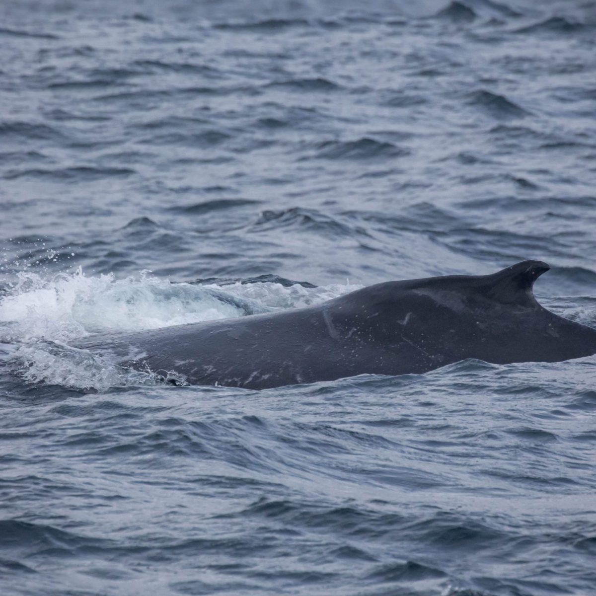 a whale swimming under water