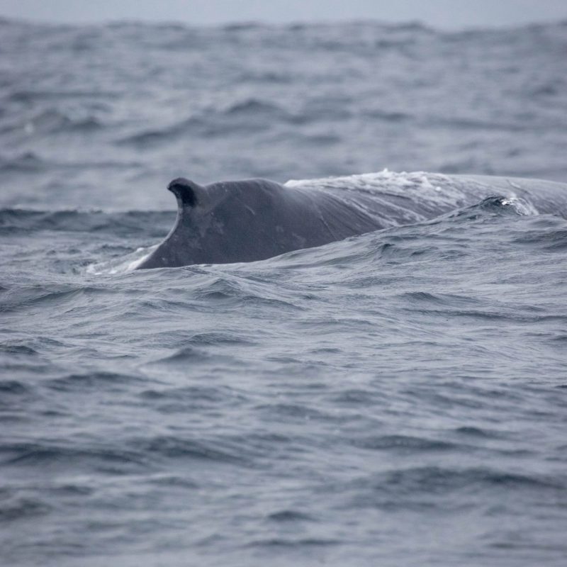 a man riding a wave on a surfboard in the ocean