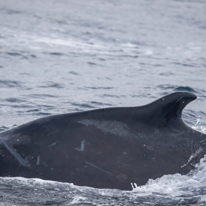 a whale jumping out of the water