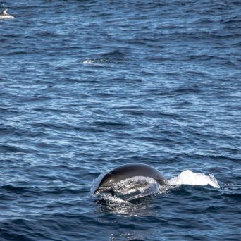 a whale swimming in a body of water