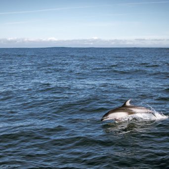 a whale swimming in a body of water