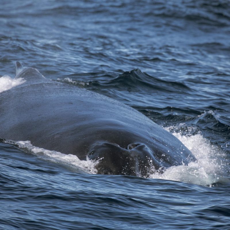 a dog swimming in a body of water