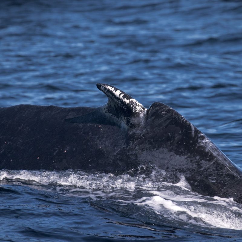 a whale jumping out of the water